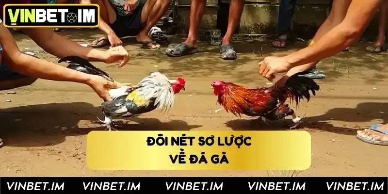 Đôi nét sơ lược về đá gà Vinbet