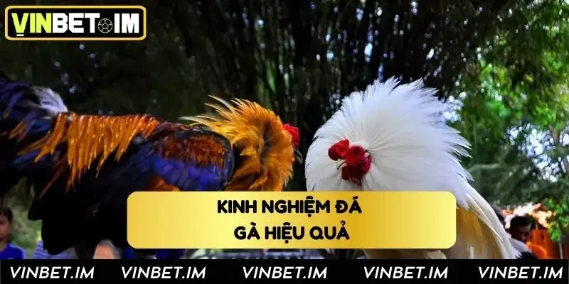 Kinh nghiệm đá gà Vinbet hiệu quả cho người mới